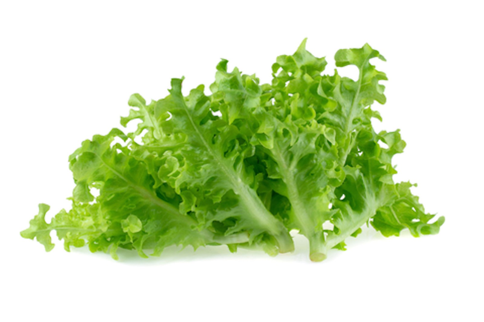 250 Heirloom Tango Leaf Lettuce Seeds! NON GMO- All Natural