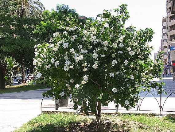 Gardenia Thunbergia aka Wild Gardenia 5 Seeds Free Shipping!