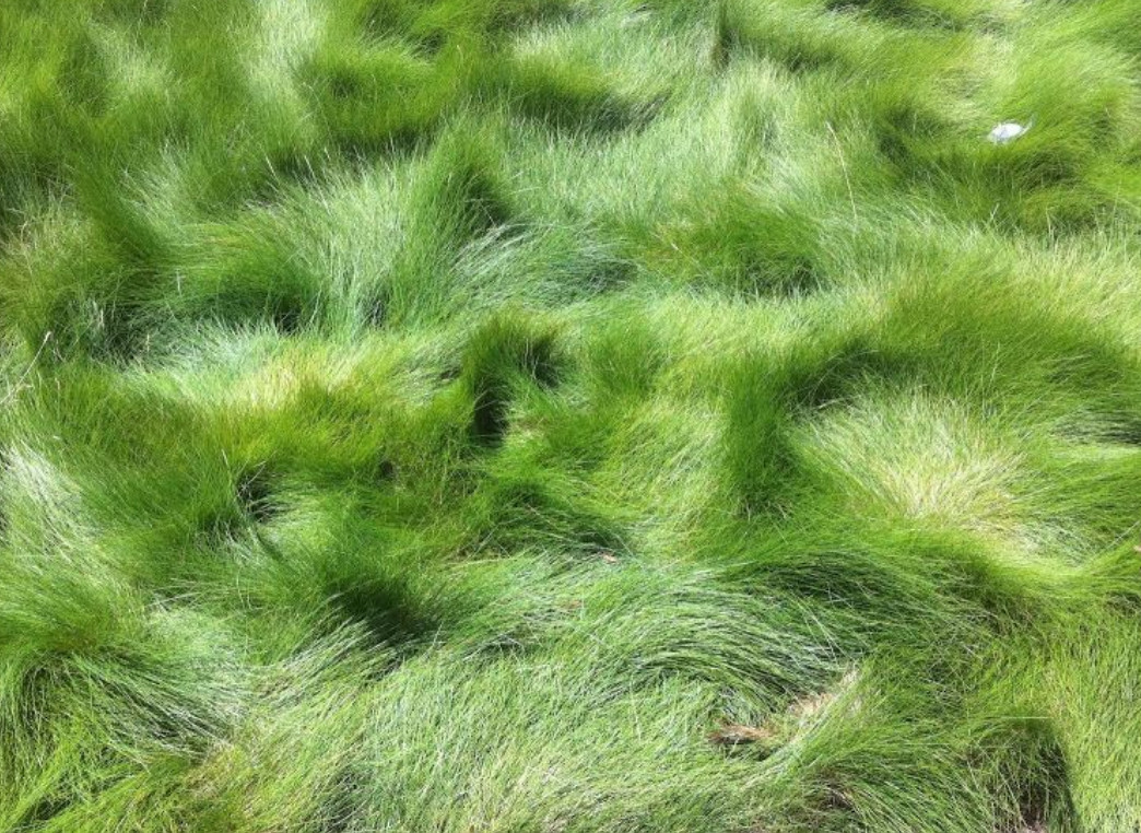 1000 Creeping Red Fescue Seeds (festuca rubra)