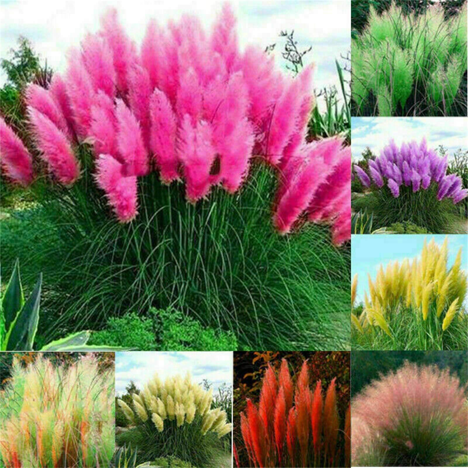 100+ Pcs Pampas Mix Color Grass Seeds Cortaderia selloana Seeds Rare Plants Deco