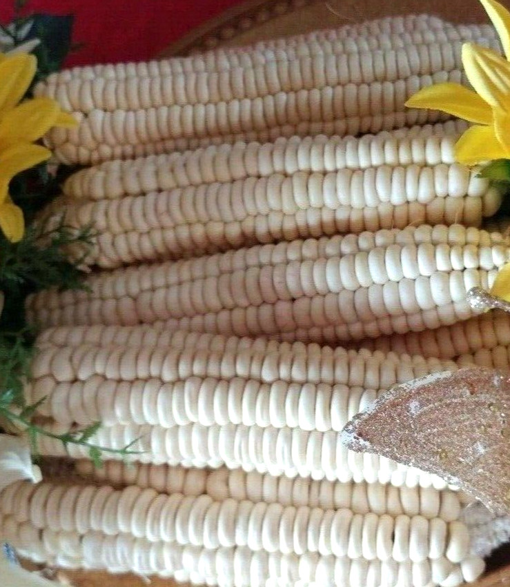 Corn Seeds 50 Rare Onieda White Flour Corn Seed Native American Heirloom Organic