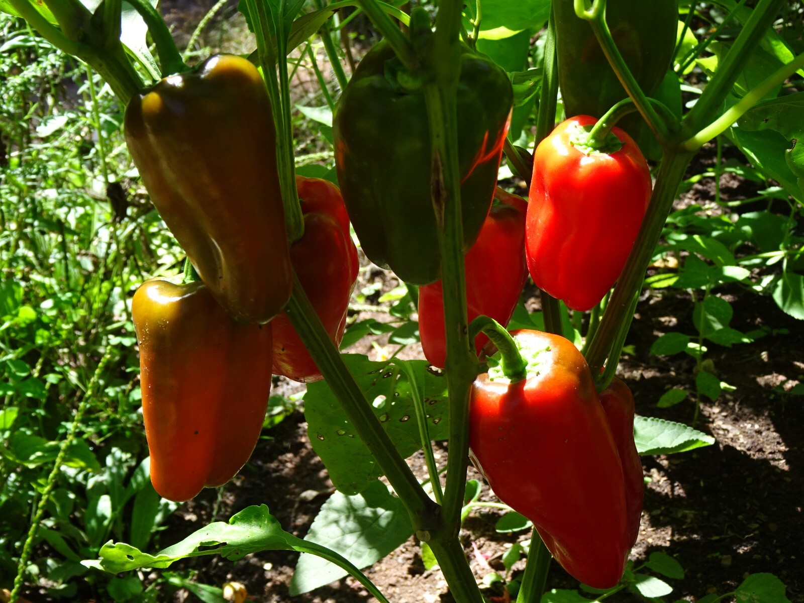 Sweet Red SNACKING Pepper 25 seeds Organic Non-GMO.