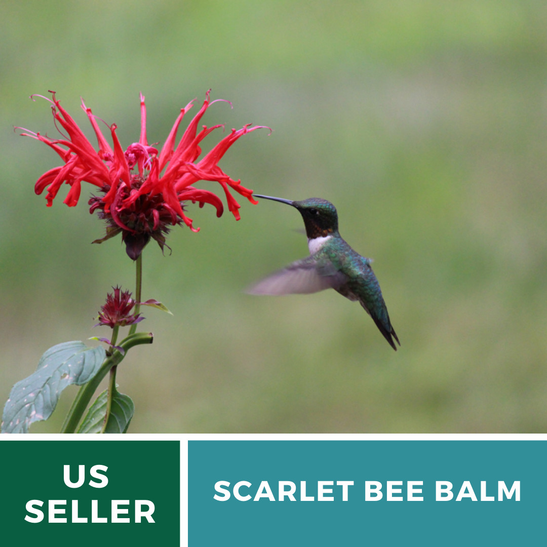 Bee Balm, Scarlet Bergamot – 20 Seeds, Heirloom Herb (Monarda didyma)