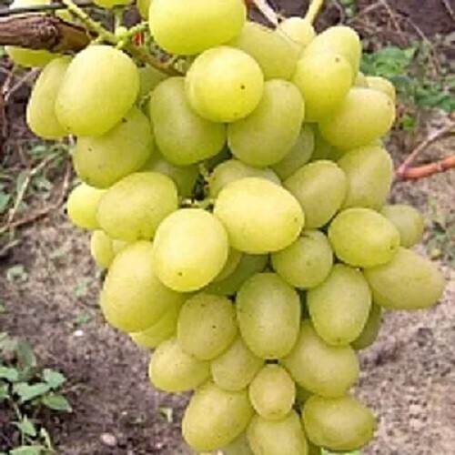 Grape ARCADIA -tablegrape- 3 cuttings , no roots, imported