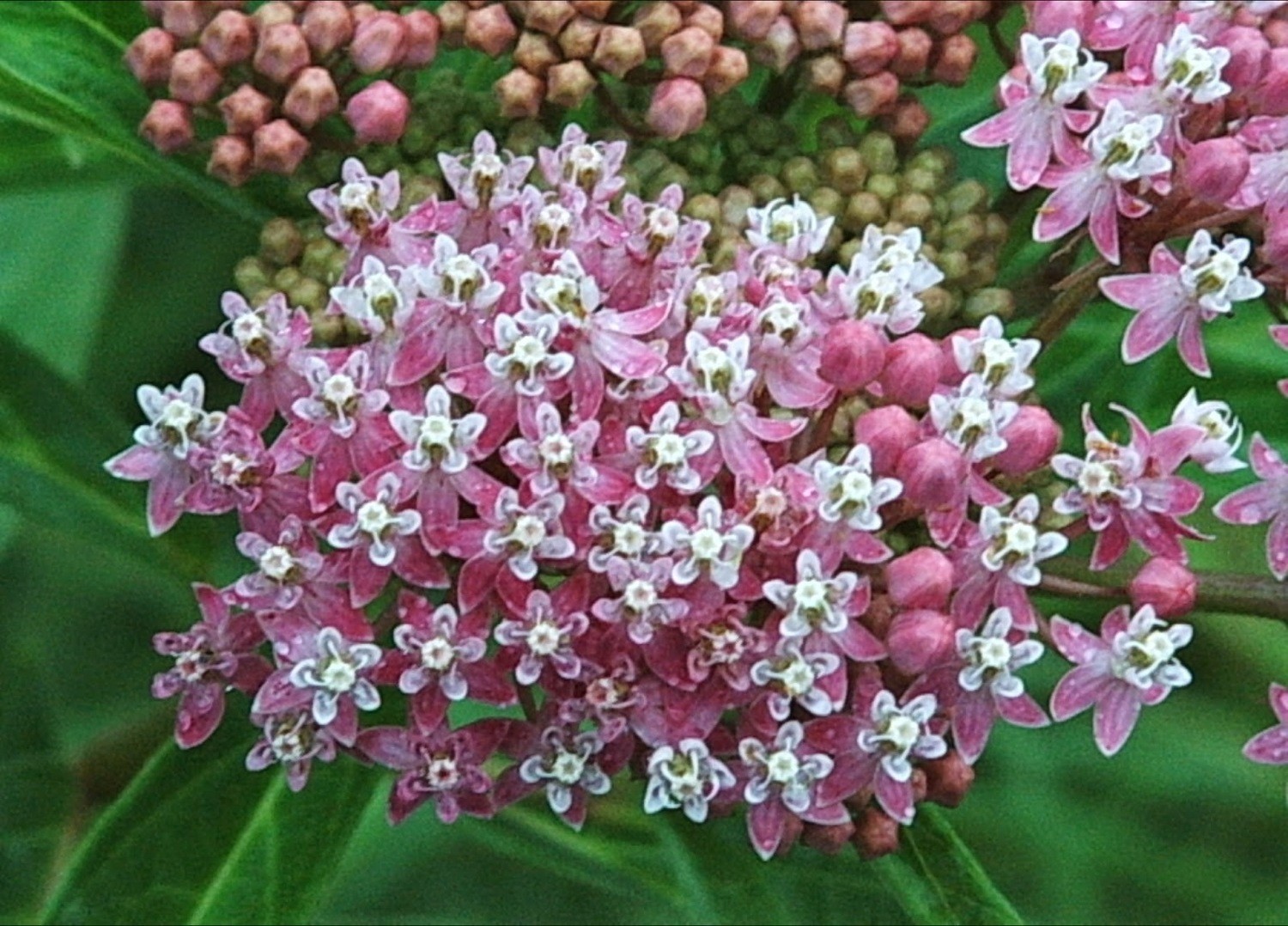 Pink Swamp Milkweed Seeds. Asclepias incarnata Free Shipping!