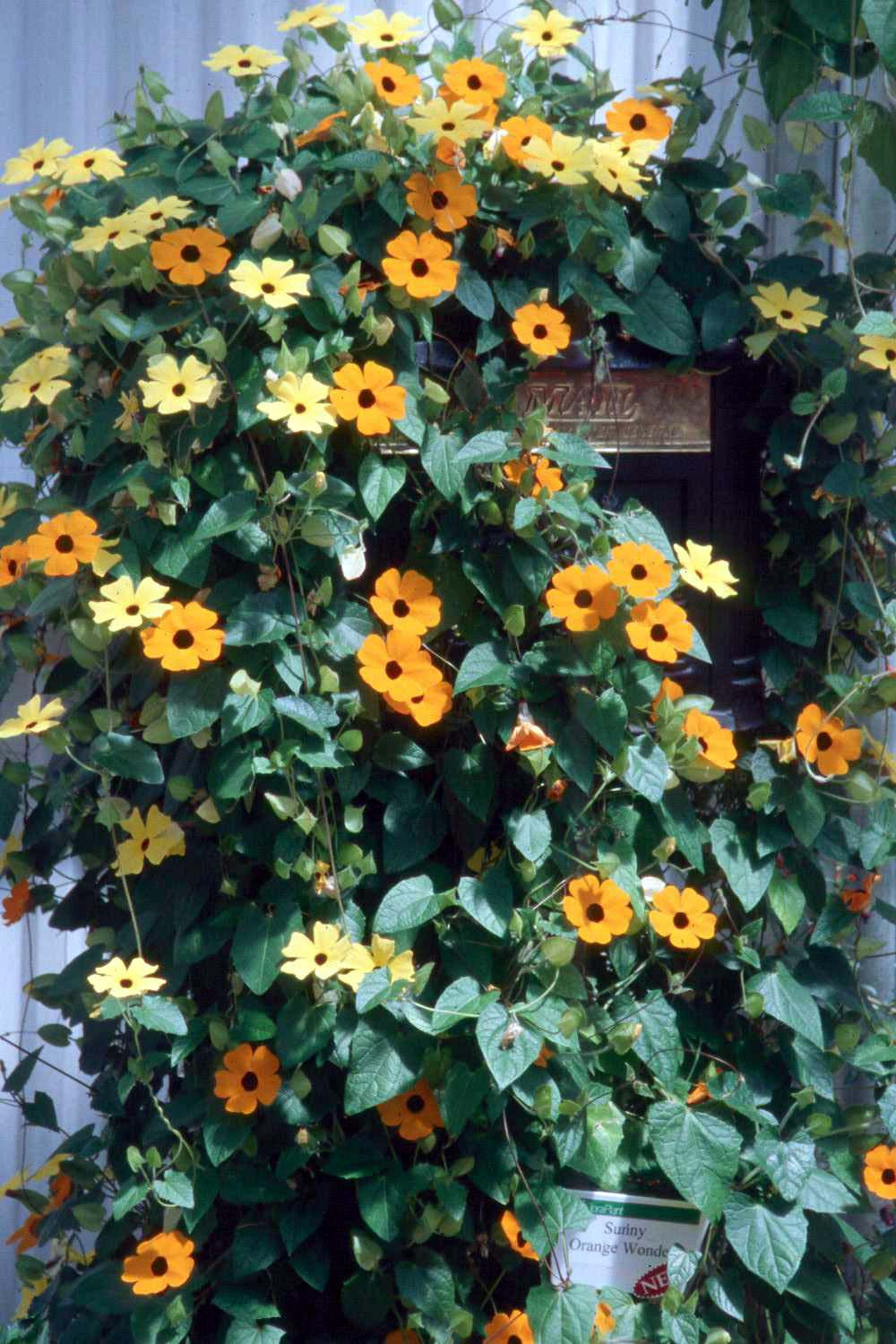 black-eyed susan vine THUNBERGIA Yellow 55 SEEDS! GroCo (BUY ANY 10-SHIPS FREE)