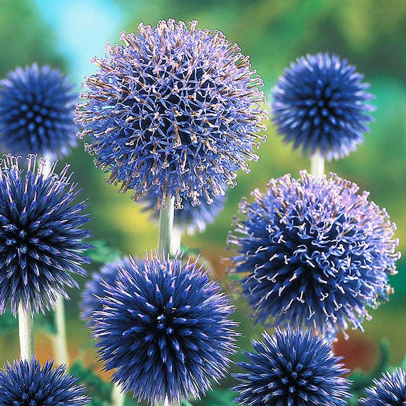200+ Blue Globe Thistle Seeds for Garden Planting – USA – FREE SHIPPING!