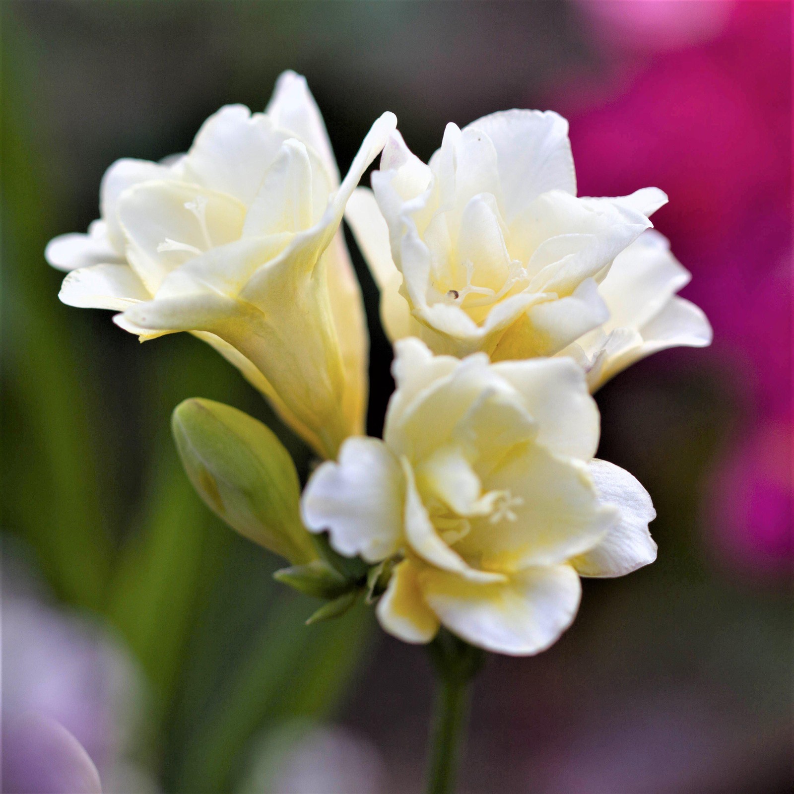 Freesia White Wonder Collection 30 Bulbs, Spring Flowers Bloom in Sun