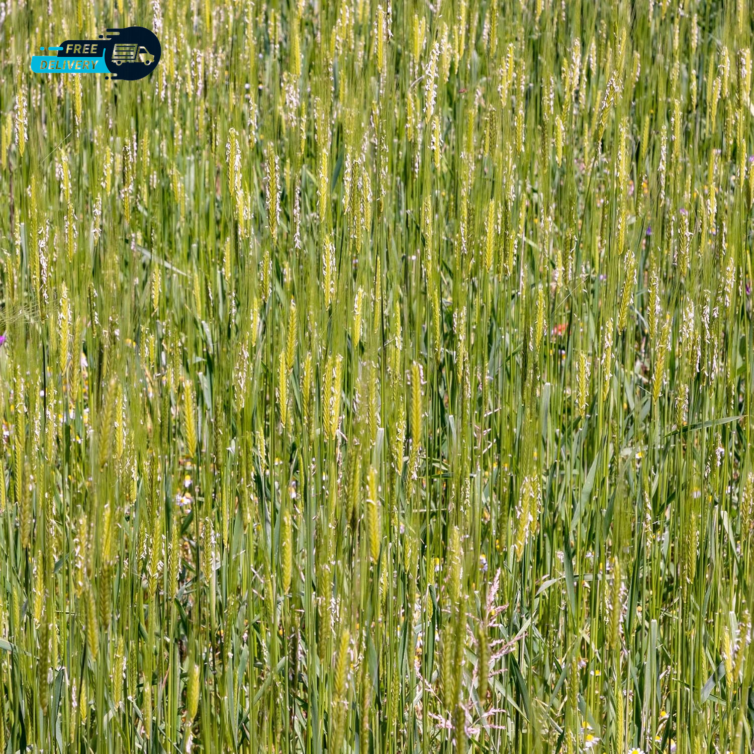 Unhulled Organic Einkorn Grain Seeds Ancient Heirloom Wheat for Planting