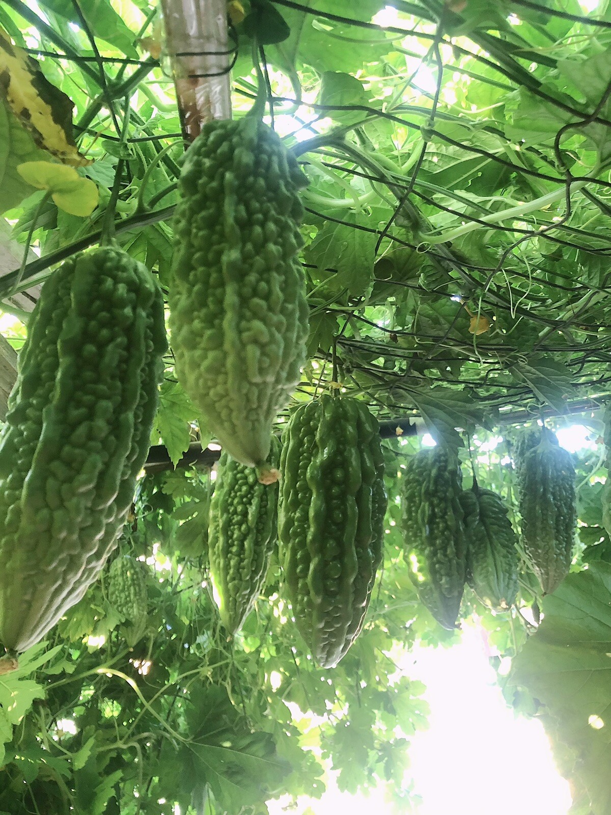20 Pcs BitterMelon Seeds Fresh Harvested Ready To Plant U.S. Seller