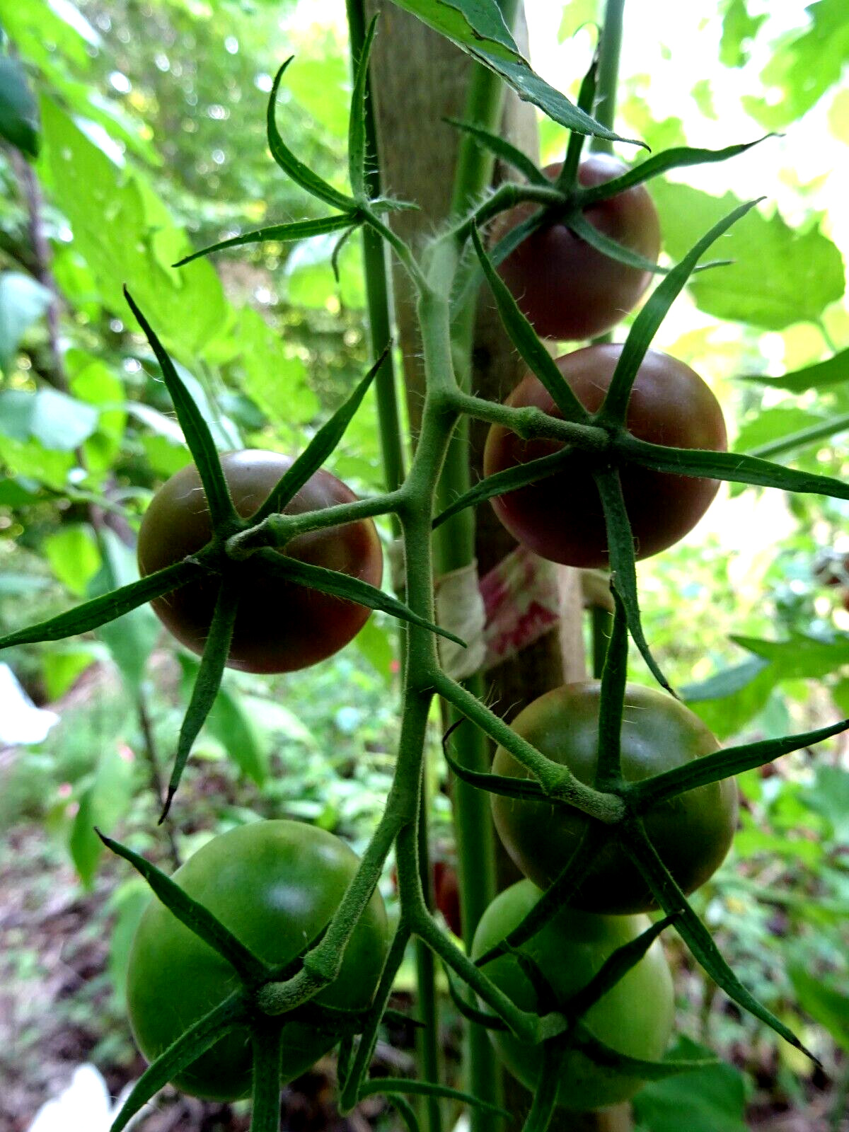 Chocolate Cherry Tomato 50 Seeds Non-GMO Organic Grown 2024 Delicious heirloom