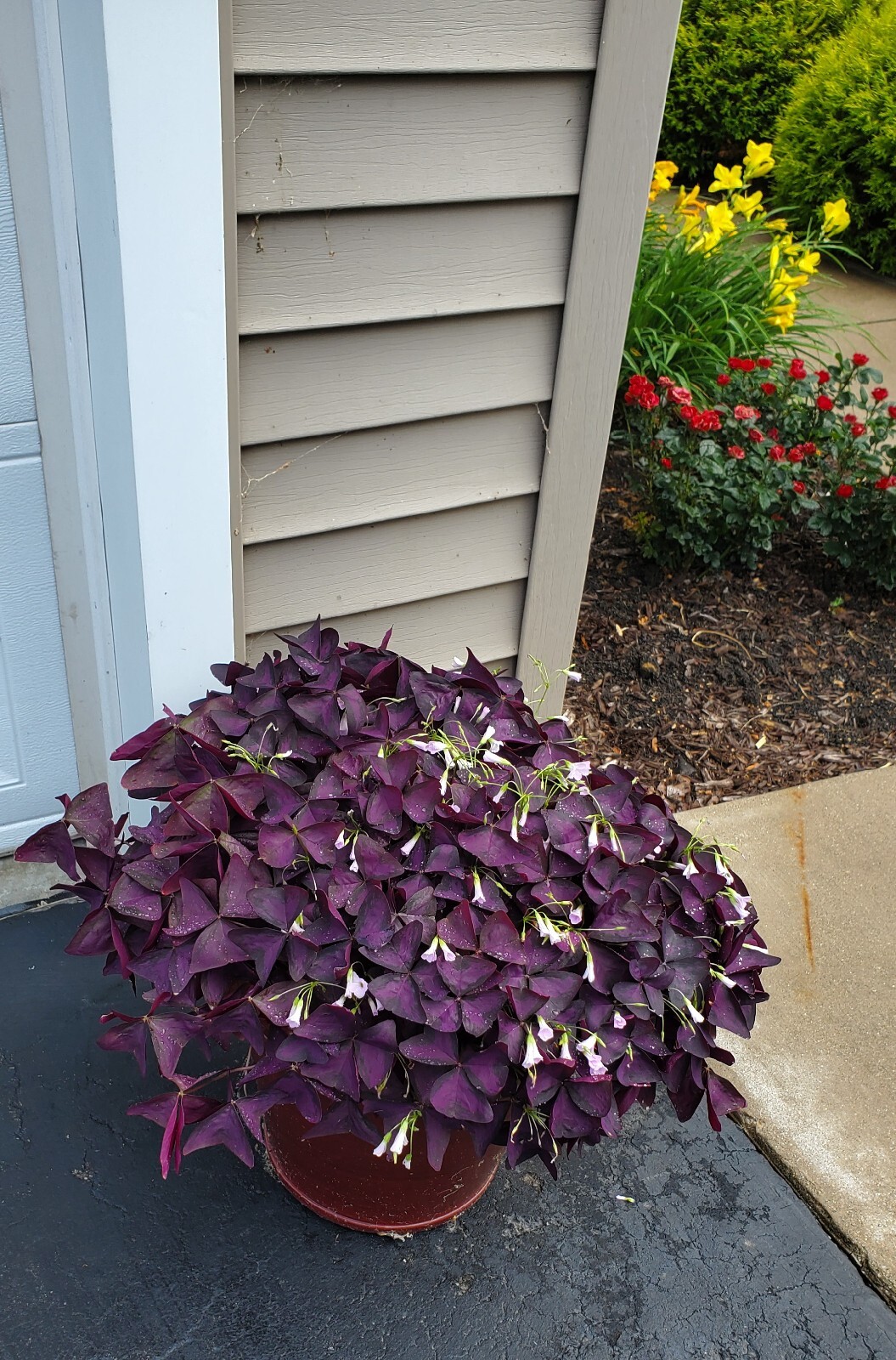 10 – Oxalis Tringularis, Purple Shamrock, Love Plant, Good Luck Plant – bulbs