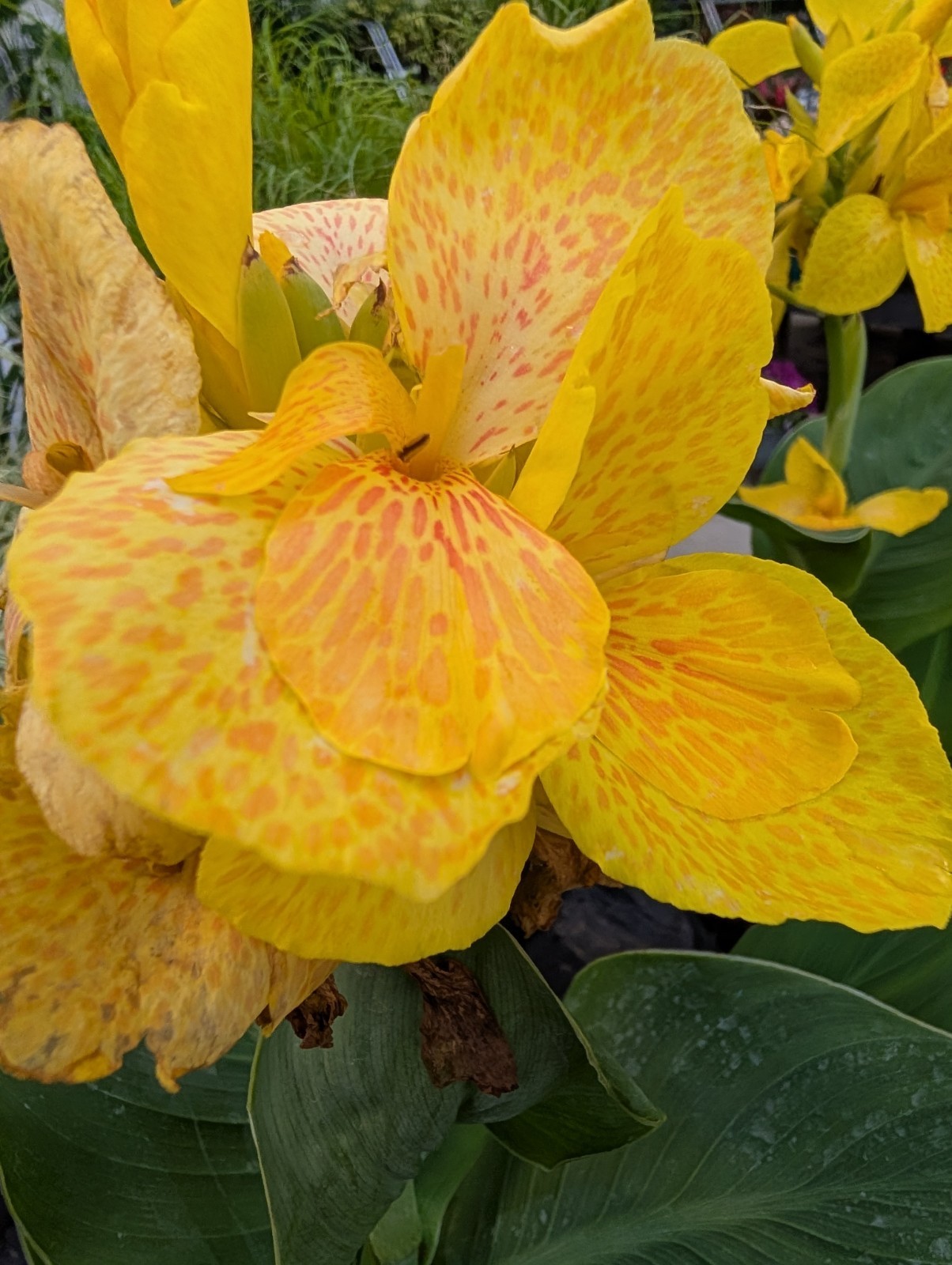 BULK 24+ Canna Rooted Rhizomes bulbs Variety Pack Red Yellow Orange Mixed Lot