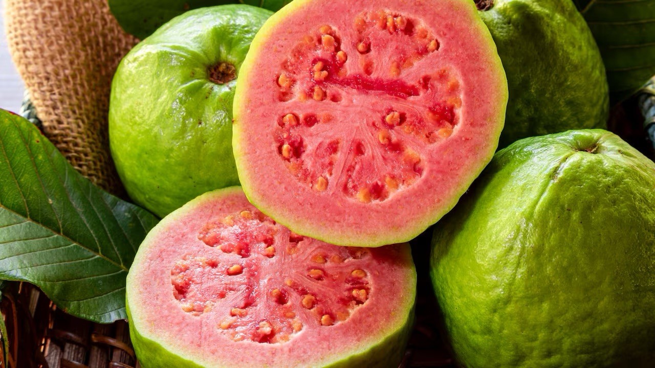 Tropical Guava Tree – Yellow Skin, Pink Inside – 4-6” Seedling – Psidium Guajava