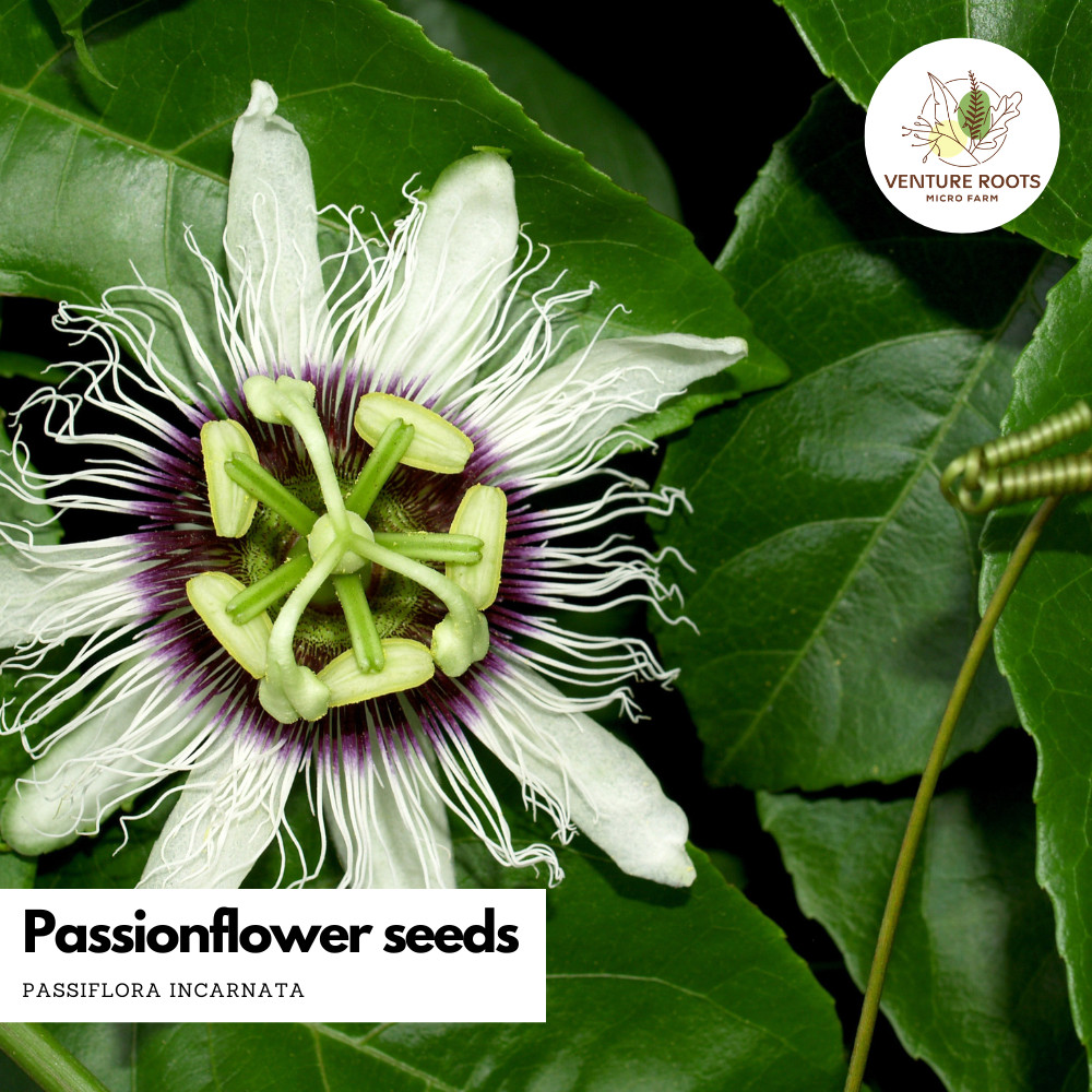 Medicinal Flower 5 Variety Seed Bundle|