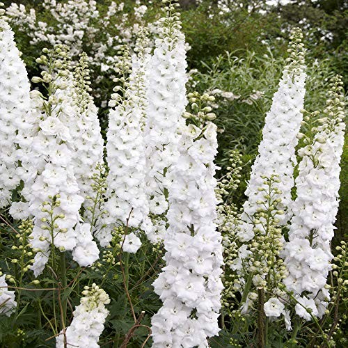 White Larkspur Rocket Flower Seeds for Planting, 250+ Seeds Per Packet, (),