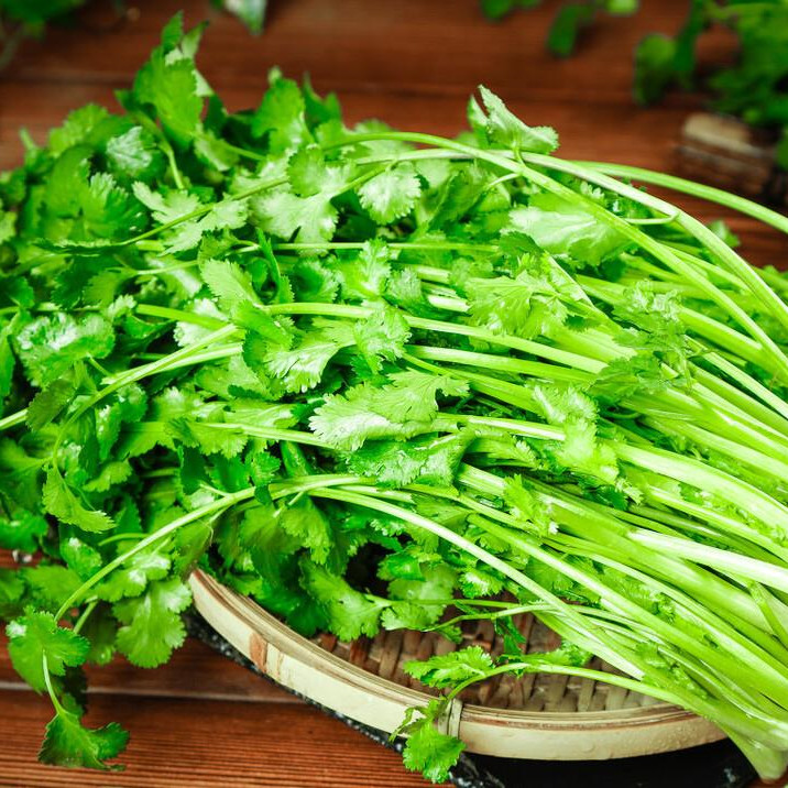 Cilantro -Atlas Aroma