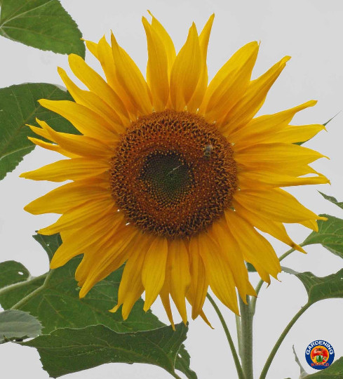 75 Mammoth Grey Stripe Sunflower Seeds Helianthus annuus