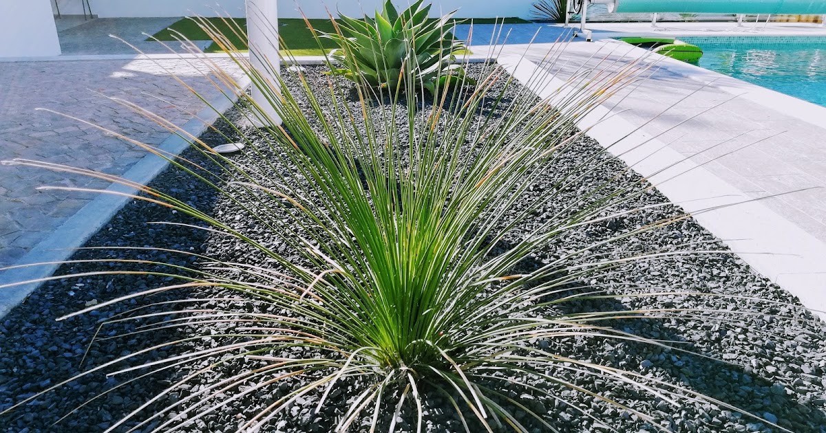Dasylirion longissima Spineless Sotol 5 Seeds Free Shipping!