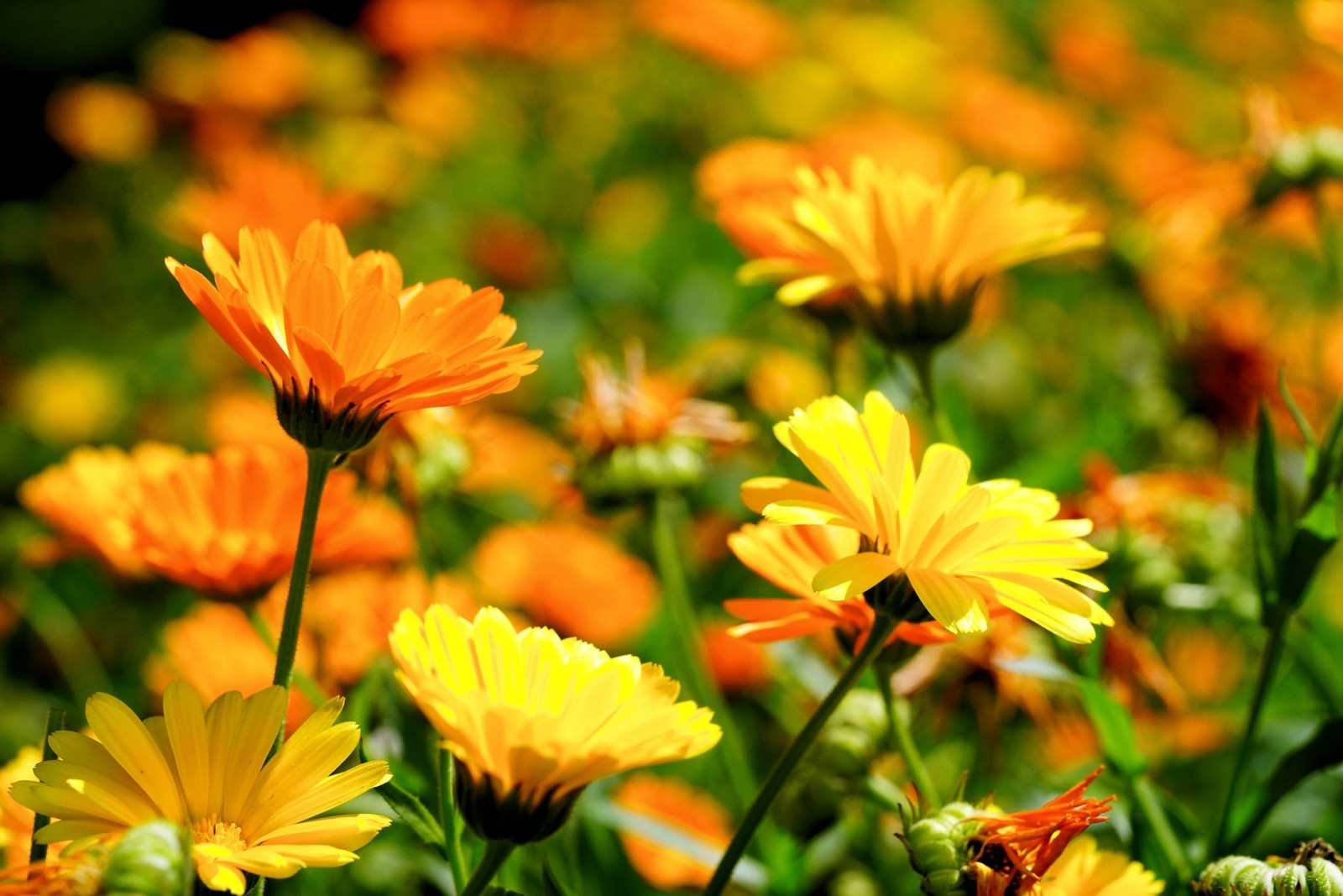 Flower Seeds -Calendula- 25 Seeds -Great potted Annual Perennial Bedding Plant