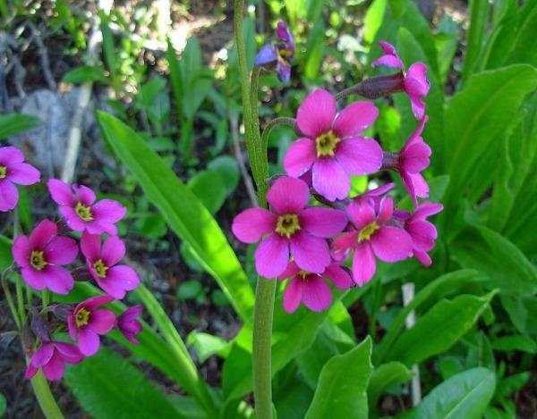 Primula parryi | Parry’s Primrose | 20 Seeds