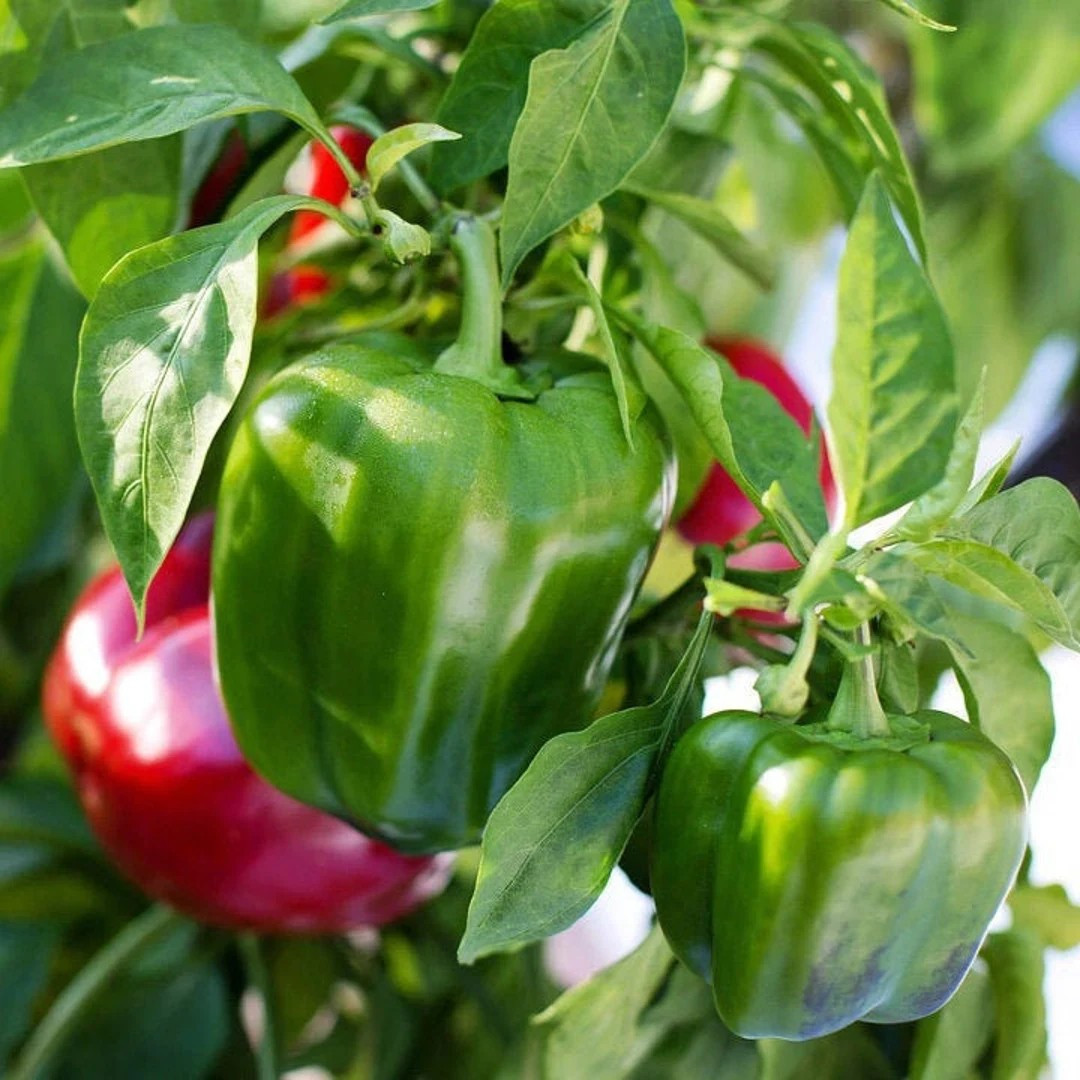120+ California Wonder Bell Pepper Seeds -c300 TMR – Heirloom – Non GMO – FRSEH
