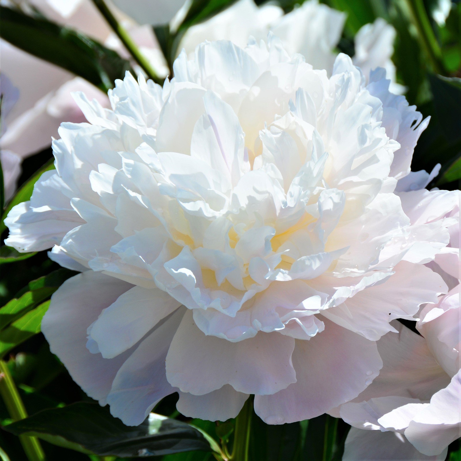 Peony Alba Plena 1 Root Division, Fragrant White Spring Flowers Bloom in Sun