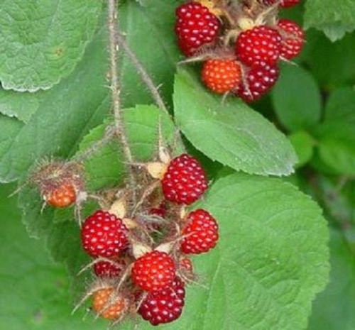 Wineberry ! Rubus phoenicolasius. Live plants, roots wrapped in wet, no leaves