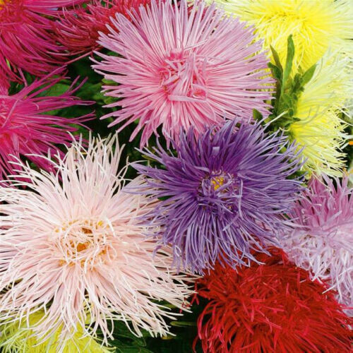 aster, china, CREGO MIX, 130 seeds! groco* BUY ANY 10 ITEMS – SHIPS FREE!!