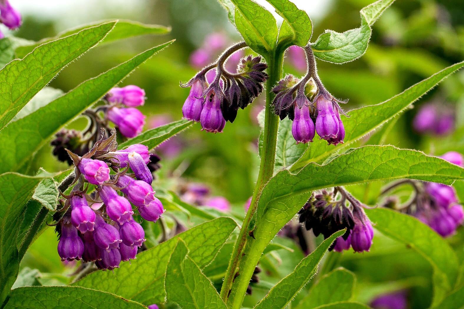 True Comfrey 30 Seeds (Symphytum officinale) Non GMO, Heirloom – Made in USA
