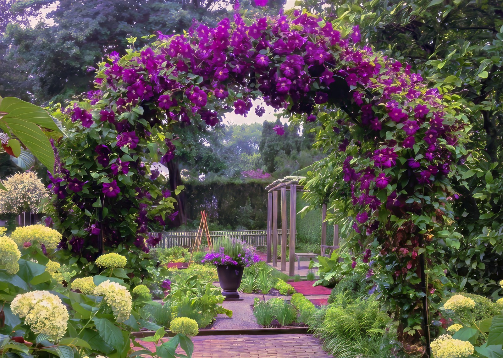 Purple Clematis viticella Seeds, Italian Leather Flower, Hardy – 4 Climber Vine