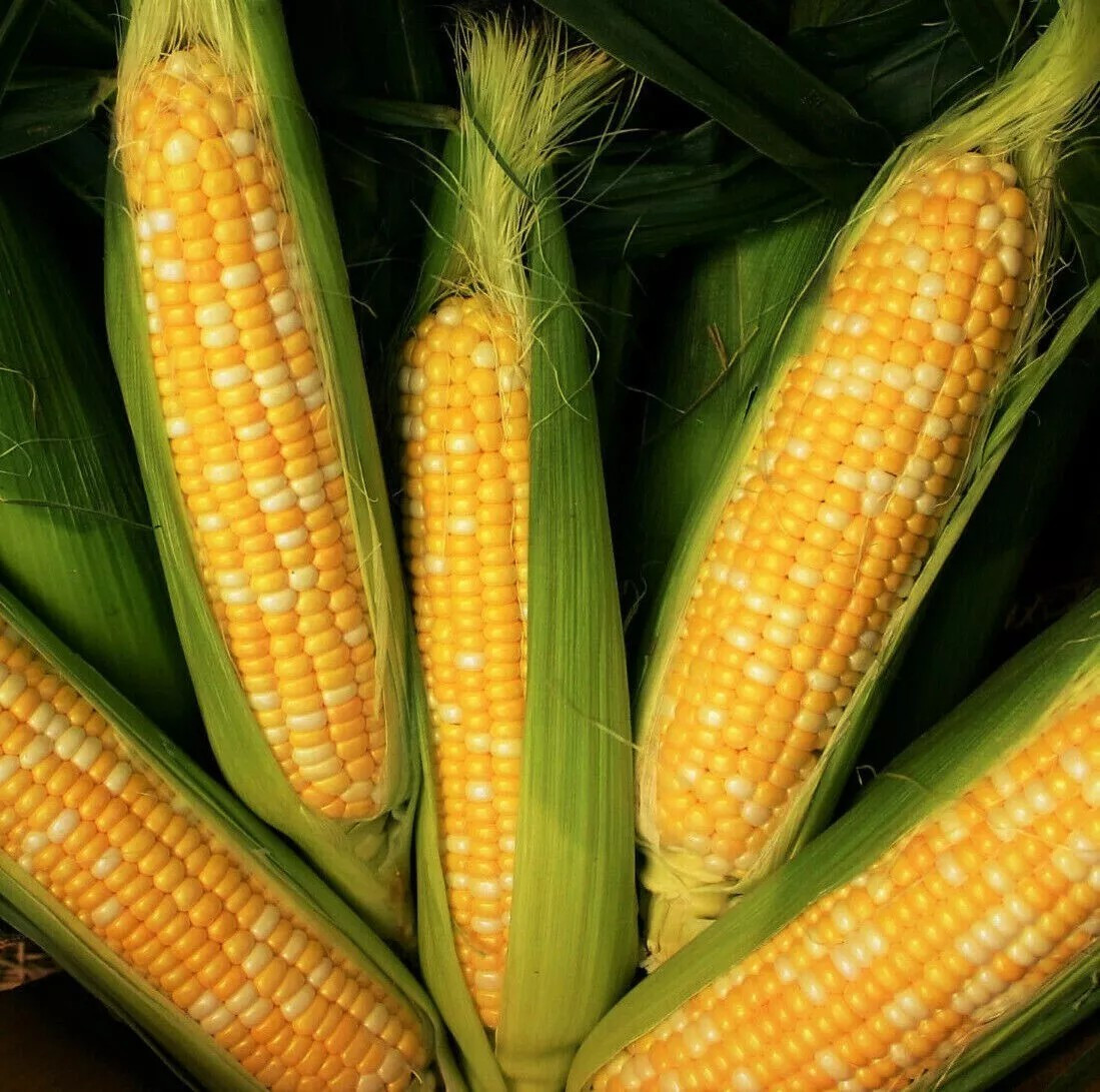 1000+ Peaches and Cream Sweet Corn Seeds – Organic – Hybrid – Non Gmo — FRESH
