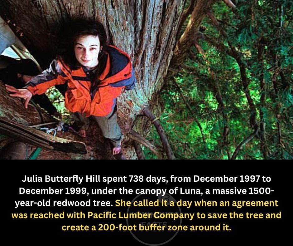 California Coast Redwood Seeds Giant Sequoia Bonsai “TALLEST TREE in the WORLD!”