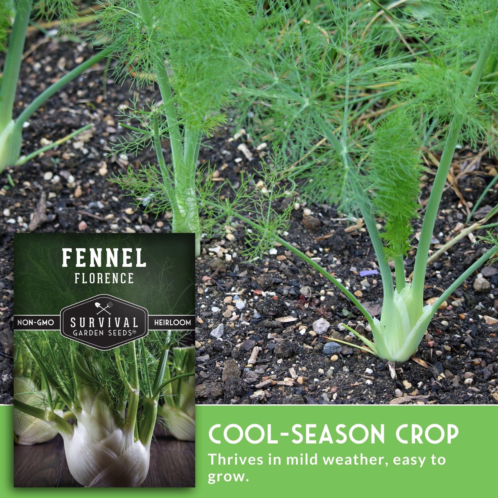 Heirloom Fennel Seeds for Planting NonGMO Vegetable Garden Seeds 2 Packs