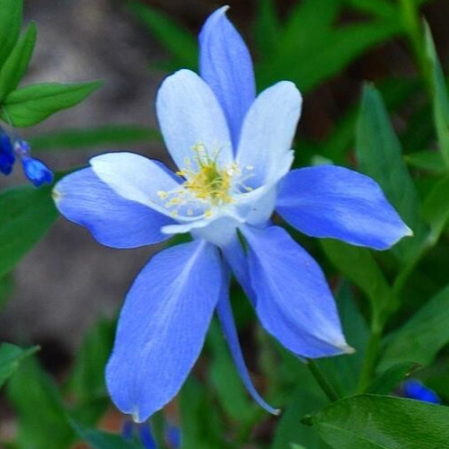 ROCKY MOUNTAIN BLUE COLUMBINE SEEDS 200+ perennial FLOWER garden FREE SHIPPING