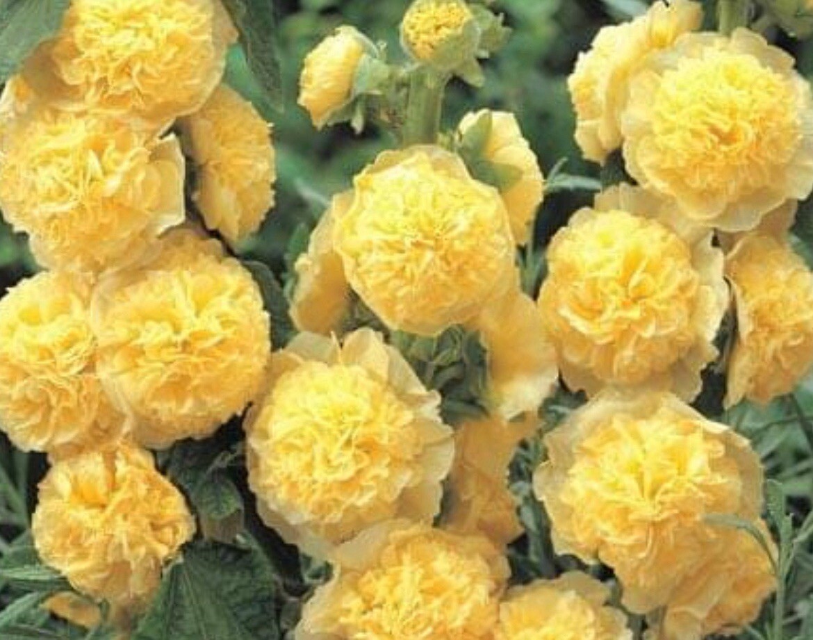 25+ SEEDS-Double Yellow Alcea Rosea Hollyhock / Perennial Flower Seeds