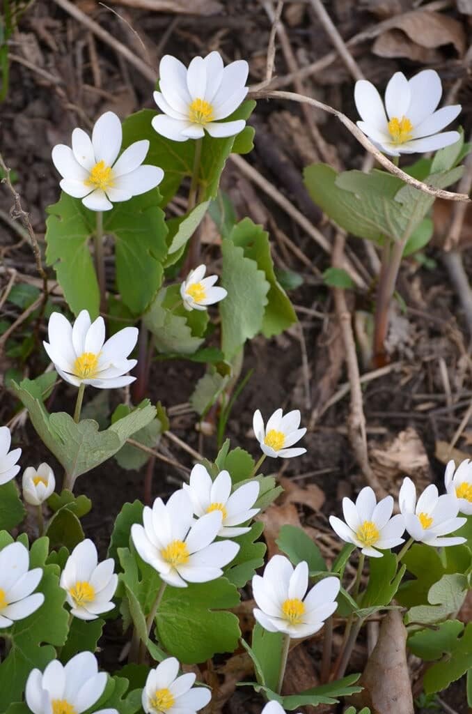 Bloodroot Seeds for Planting (30 Seeds) Sanguinaria canadensis – Medicinal Plant