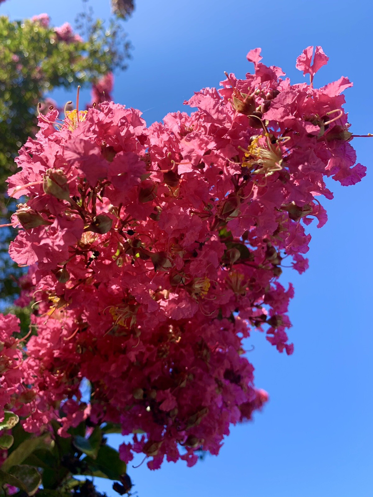 Pink Lagerstroemia indica, Dwarf Crape Myrtle, 100 Seeds 2024 – USA