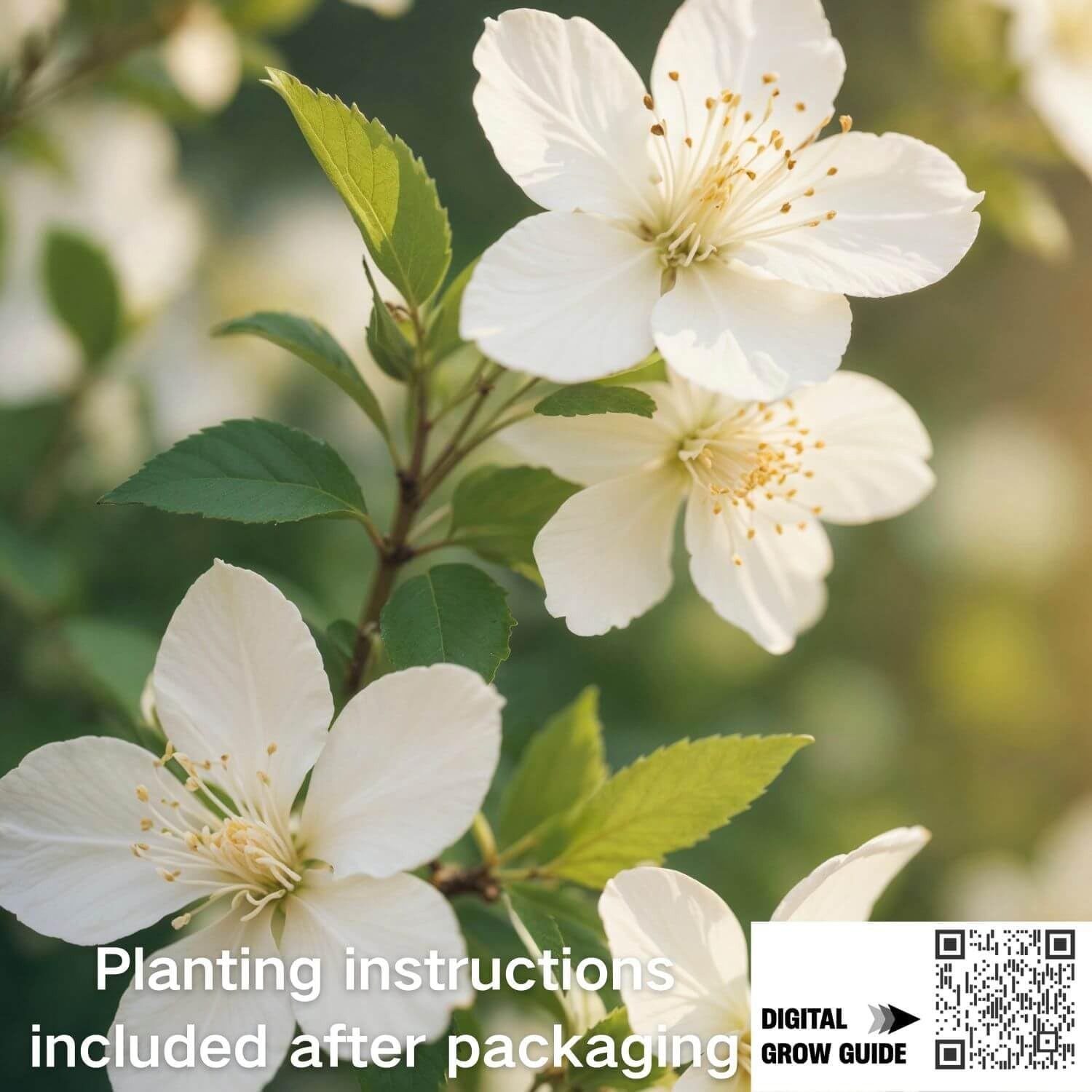 400+ Climbing Jasmine Flower Seeds for Planting Easy to Grow, Non-GMO, High Ger