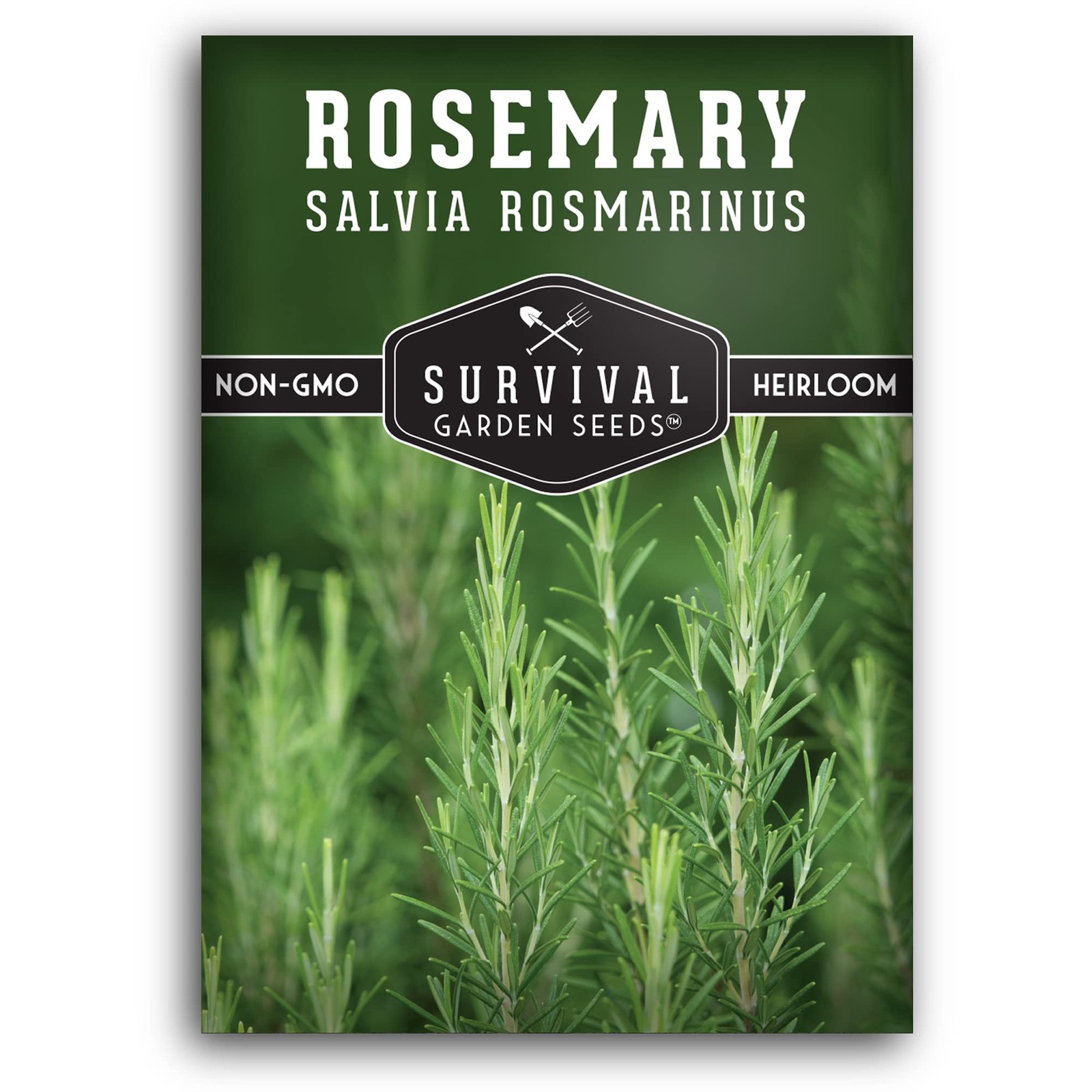 Rosemary Seeds for Planting – Heirloom Rosemary Herb Salvia rosmarinus for In…