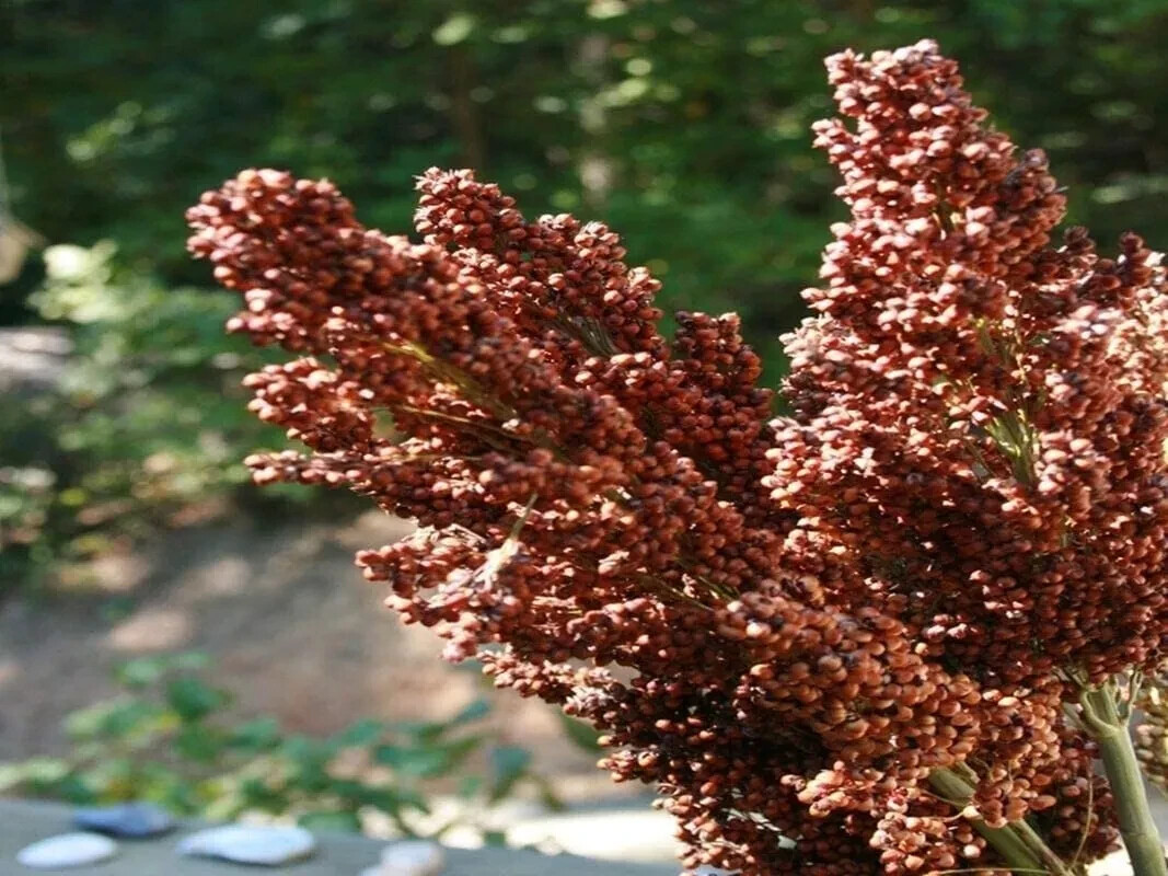 Sweet Sugar Drip Sorghum Seeds – 800-1000 seeds