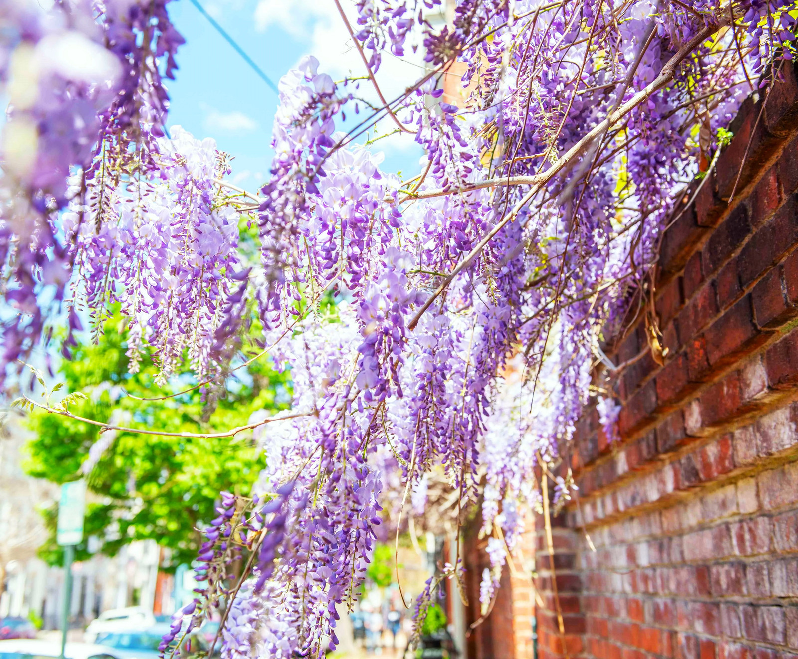 Blue Chinese Wisteria Seeds – For 2025 Planting Wisteria Sinensis Climber