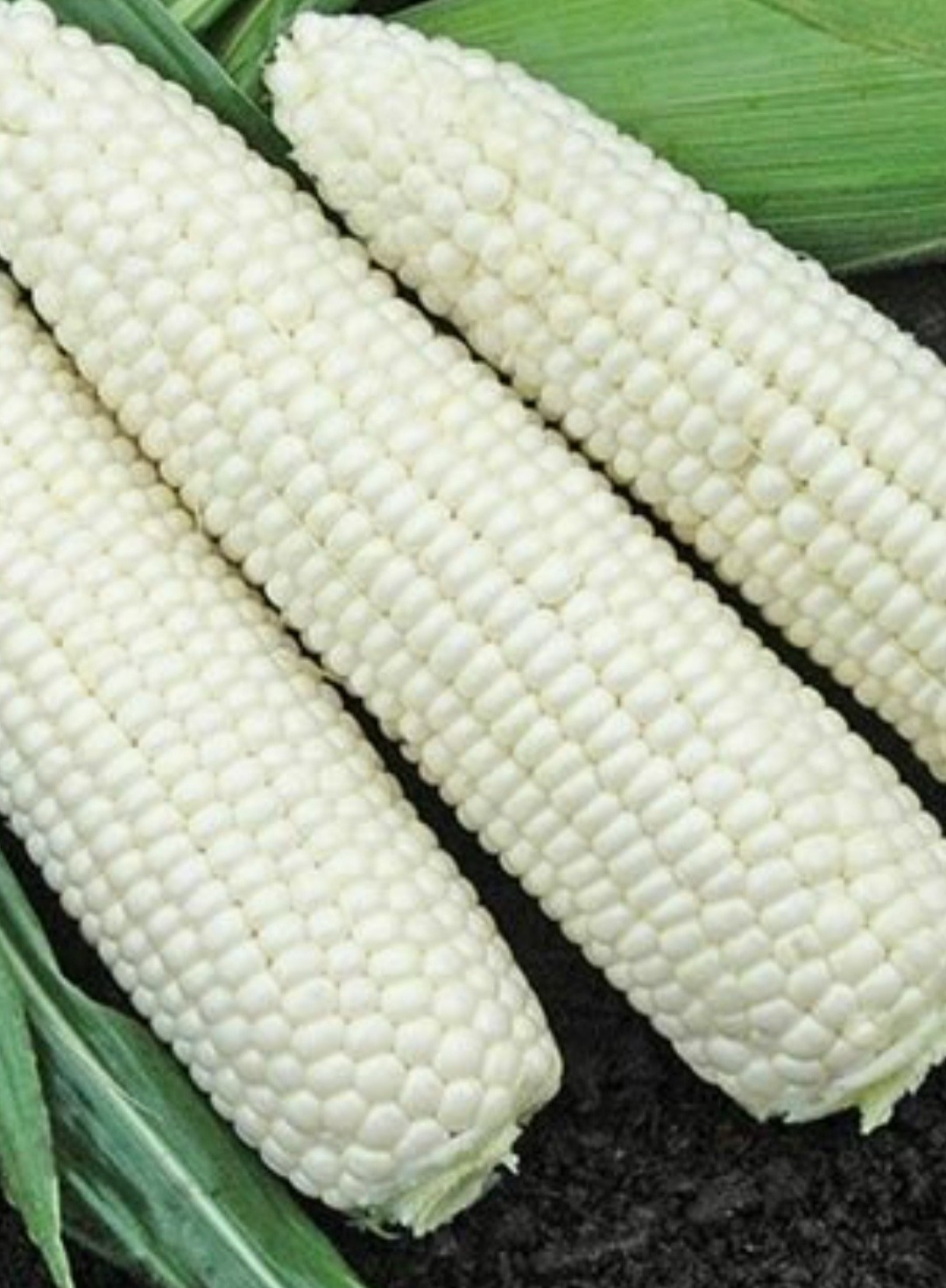 Sweet Corn Extra Tender Natural Bright Organic Non Gmo 10 Seeds