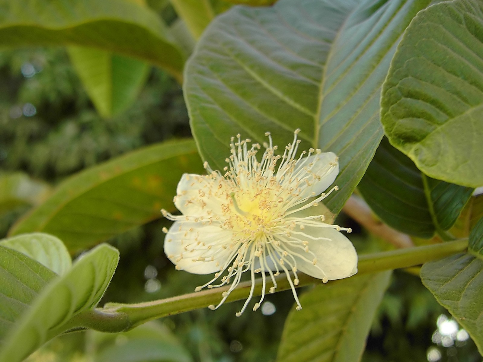 Psidium guajava | Allahabad Safeda White Flesh | Lemon & Apple Guava | 20_Seeds