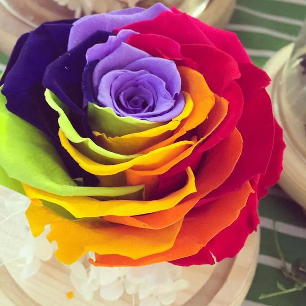 25 RARE RAINBOW ROSE SEEDS perennial hybrid tea flower garden USA SELLER W/TRACK