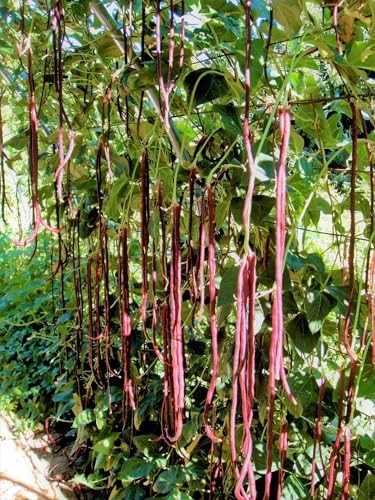 – 5 Colors Mix Yard Long Bean Seeds – – for 2026 Planting Purple 30+ Count