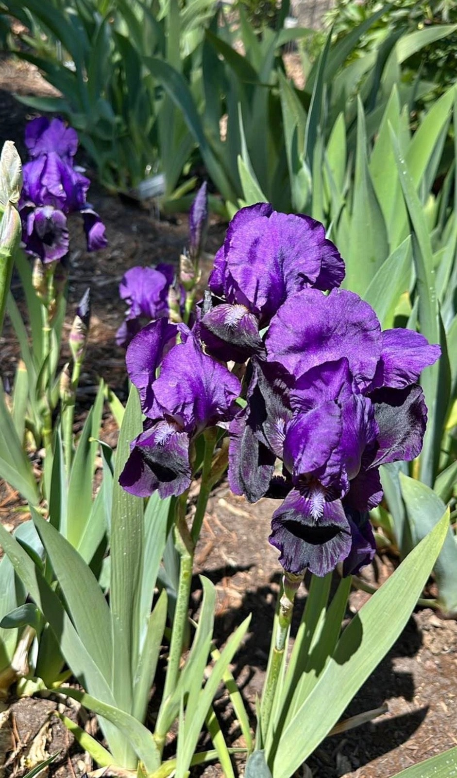 6 – Dark Purple COLORS BEARDED IRIS Bulbs/Rhizomes FRESH – Perennial