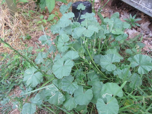 100+ Malva Rotundifolia Seeds – Roundleaf Mallow Wildflower Seeds
