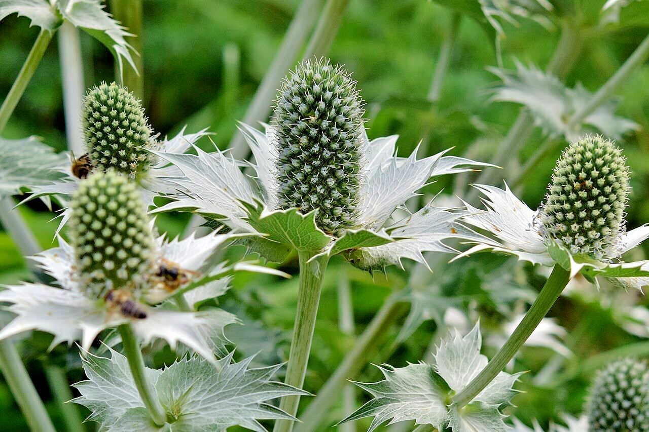 50 SILVER SEA HOLLY Seeds (Eryngium giganteum) Perennial House Plant Flower