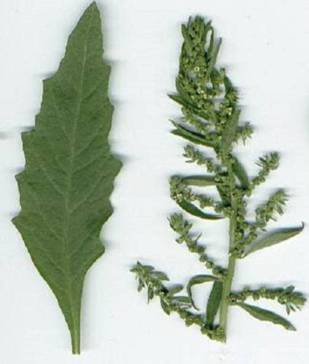 300 EPAZOTE (Mexican Tea) Chenopodium Ambrosioides Dysphania Herb Flower Seeds